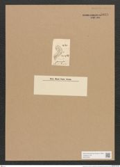 Diatomeae indet. (de-Toni-Nr.: Species 2537) Zeichnungen Sammlung Grunow Nr. 5038 (NHMW-BOT-W0373297)